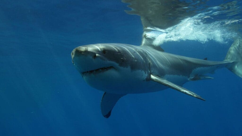 Whales at risk, hungry pelicans: Marine heatwave hits California Image: a great white shark swimming in the ocean (S. California, marine heatwave)