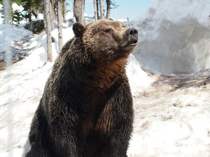 US further weakens endangered species protections Image: a large brown bear sitting on top of a snow covered ground (s. endangered species)