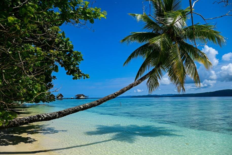 Image: a palm tree leaning over the water on a beach