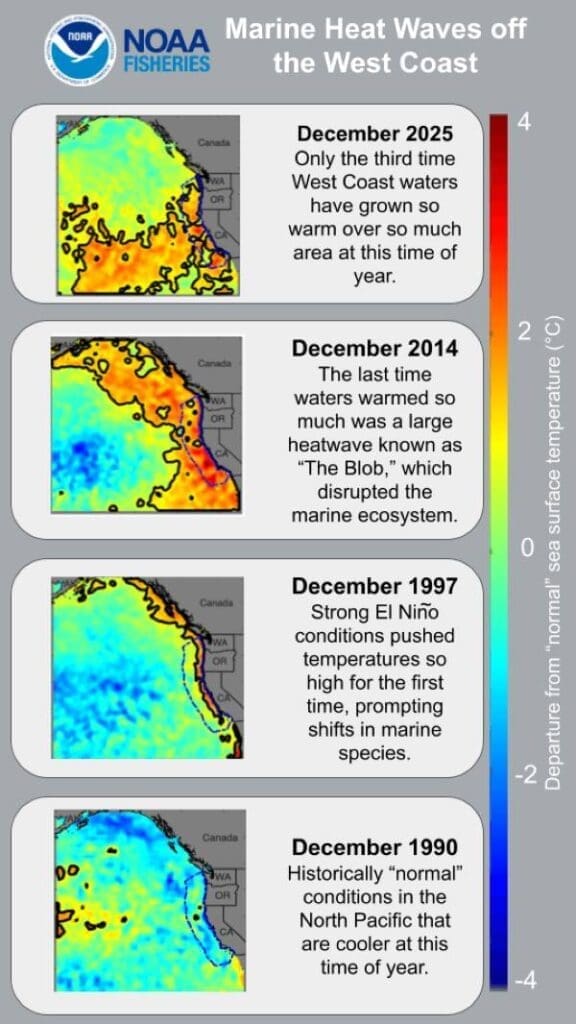 Whales at risk, hungry pelicans: Marine heatwave hits California Image: Graphic, marine heatwaves (s. California)