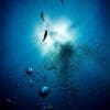 Aquatic deoxygenation threatens Earth system stability Image: group of fish swimming in the water (s. ocean deoxygenation)