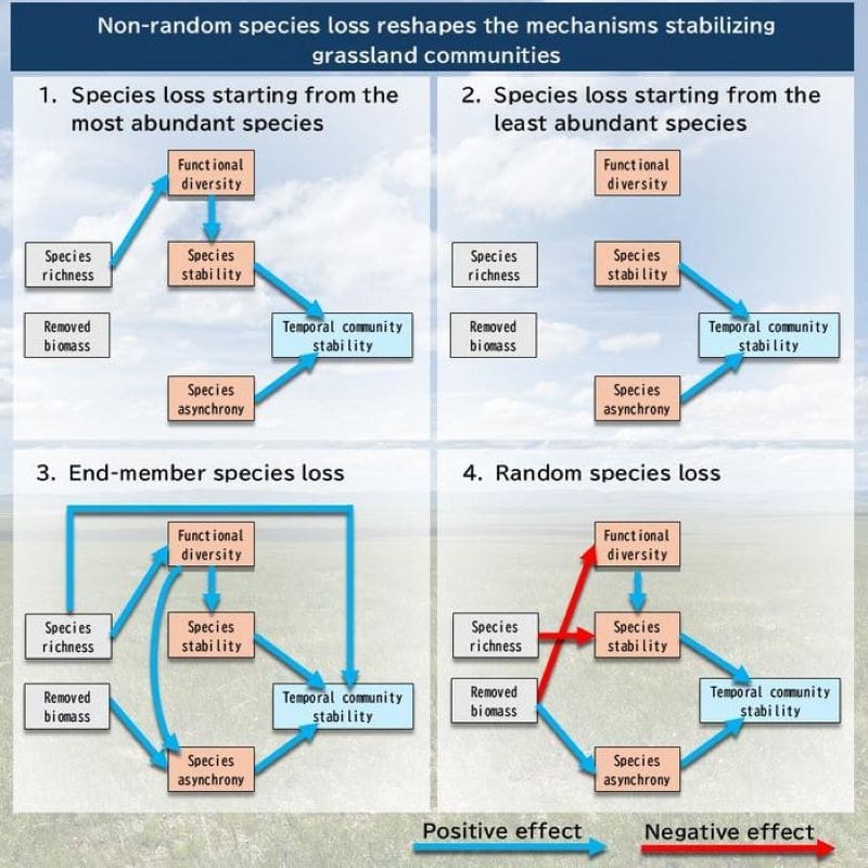 Order of species loss shapes grassland stability Image: How non-random species loss reshapes the mechanisms stabilizing grassland communities (s. grassland stability)