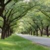 Trees for hotter cities: new approach can bolster community input in meeting targets Image: Tree-lined avenue