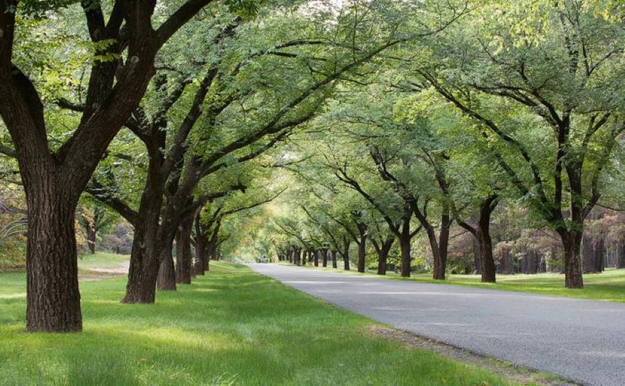 Trees for hotter cities: new approach can bolster community input in meeting targets Image: Tree-lined avenue