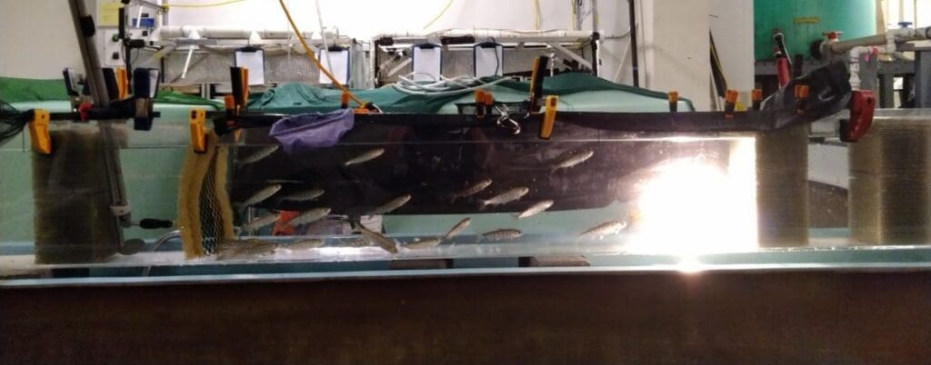 Young Chinook salmon cope differently with warming rivers Image: young Chinook salmon swimming trial