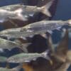 Young Chinook salmon cope differently with warming rivers Image: young salmon