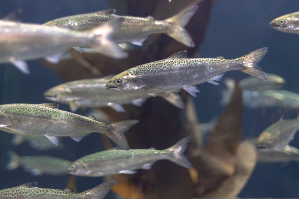 Young Chinook salmon cope differently with warming rivers Image: young salmon